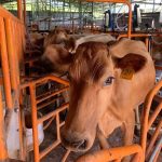 Rodrigo Chaves comparecerá el viernes en la comisión legislativa encargada de levantarle la inmunidad, confirma Pilar Cisneros

 – Actualidad cr